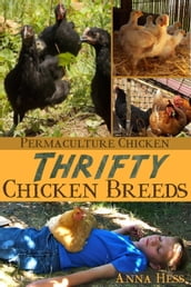 Thrifty Chicken Breeds